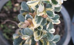 feroniella-lucida-variegata-dwarf-44-