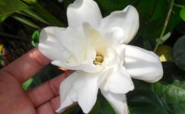gardeniia-fortunei