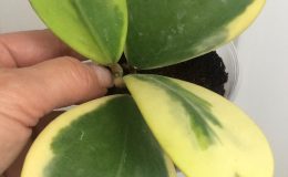 hoya-kerrii-variegata-albomarginata