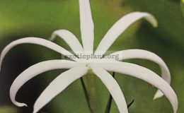 jasminum-adenophyllum