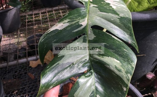 monstera-sp-undetermined-variegated-260-1