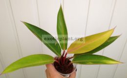 philodendron-Bird-Fever-variegated