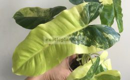 philodendron-Burle-Marx-variegated-100