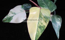 philodendron-Red-Emerald-variegated
