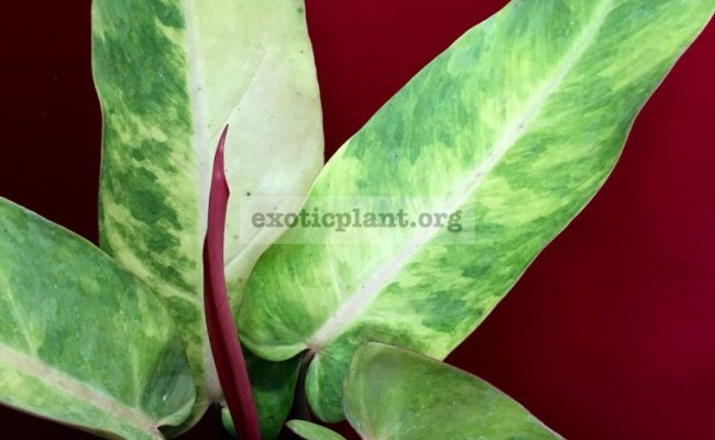 philodendron-Siam-Rainbow-45-