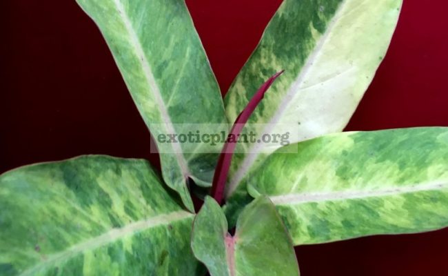 philodendron-Siam-Rainbow-45-1-1