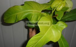 philodendron-Violin-Gold-