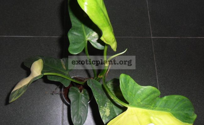 philodendron-Violin-Gold-variegated