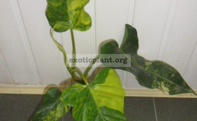 philodendron-domesticum-variegated-