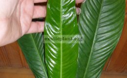 philodendron-lynette-