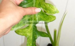 philodendron-magnificum-variegated-4500-