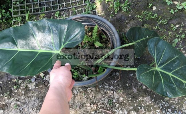philodendron-sp-Giant-Leaves-45-60-