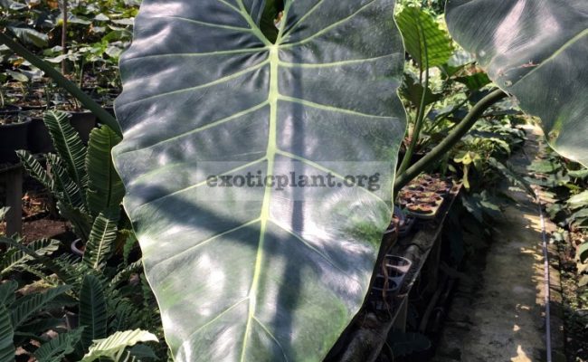 philodendron-sp-Giant-Leaves-45-60
