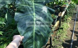 philodendron-sp-Long-Giant-Leave-45-60