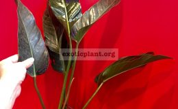 philodendron-sp-glance-50