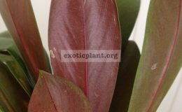 philodendron-sp-red-bush-850-