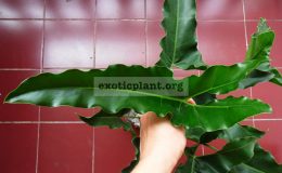 philodendron-williamsii-