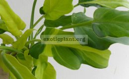 philodendron-xanadu-gold-variegated-