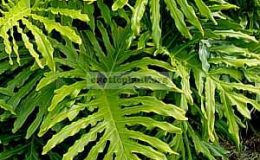 philodendron_selloum-пример-взросого-растения-