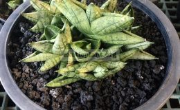 sansevieria-bonselensis-super-dwarf-mature-plant