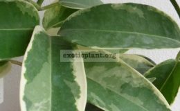 stephanotis-floribundum-variegated