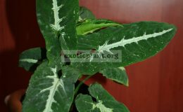 syng-wendlandii-long-leaf-