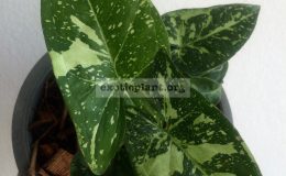 syngonium-Green-Spot-1-1