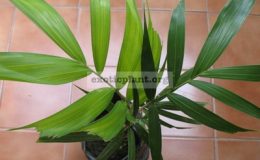 wodyetia-bifurcata-palm-40-60-cm.-30