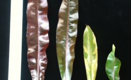 ACerbera-odollam-Super-Red-BCerbera-odollam-red-leaf.-CCerbera-odollam-red-leaf-variegated.-DCerbera-odollam-red-leafwavy-form.