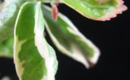 Acalypha-siamensis-albomarginata-20-
