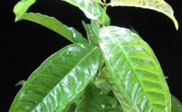 Aganosma-marginata-No.2-wax-leaf-26-