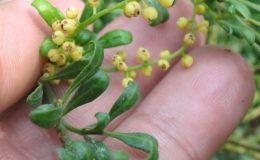 Aglaia-odorata-small-leaf-24