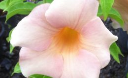 Allamanda-sp-T07-peach-flower-20