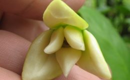 Anaxagorea-javanica-wide-leaf-Annonaceae-23