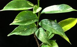 Annona-muricata-variegata-grafted-45-