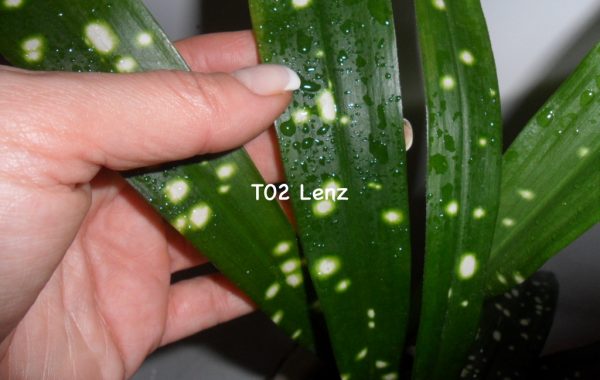 Aspidistra sp.(T02) Lenz (long leaf white spot) / аспидистра сп (Т02) Ленз (лонг лив вайт спот), Линза, длинные листья, белые точки14