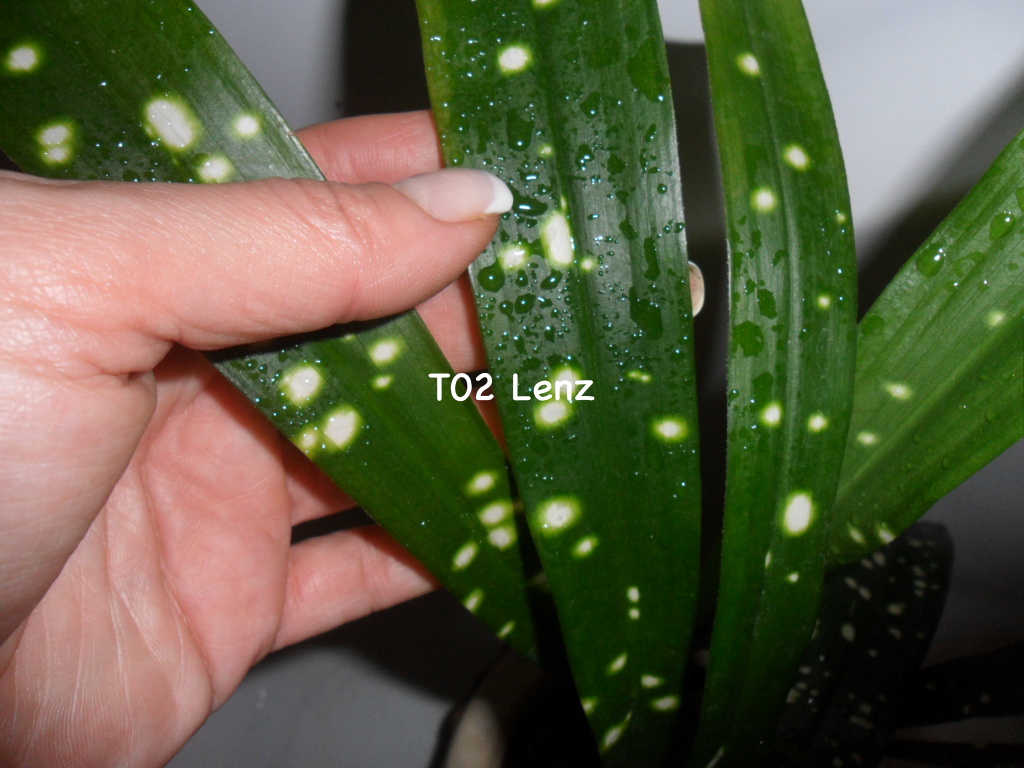 Aspidistra sp.(T02) Lenz (long leaf white spot) / аспидистра сп (Т02) Ленз (лонг лив вайт спот), Линза, длинные листья, белые точки14
