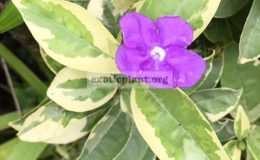 Brunfelsia-australis-albomarginata-70-1
