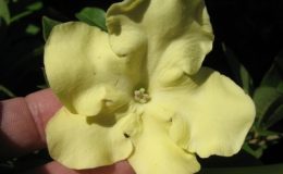 Brunfelsia-maliformis-цветы-купнее-чем-B.-americanaTF-30