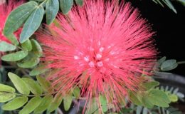 Calliandra-haematophala-red-flower-Leguminosae-30