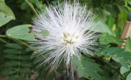 Calliandra-haematophala-white-flower-Leguminosae-30