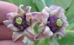 Calotropis-gigantea-purple-and-double-flower-35