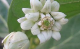 Calotropis-gigantea-white-and-double-flower-35-