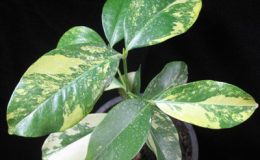 Carallia-brachiata-variegated-Rhizophoraceae-75-e1452801301497