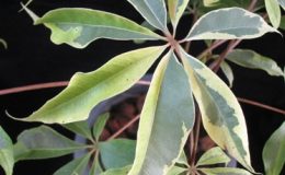 Ceiba-pentandra-variegata-40-