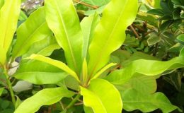Cerbera-odollam-Golden-leaf-37