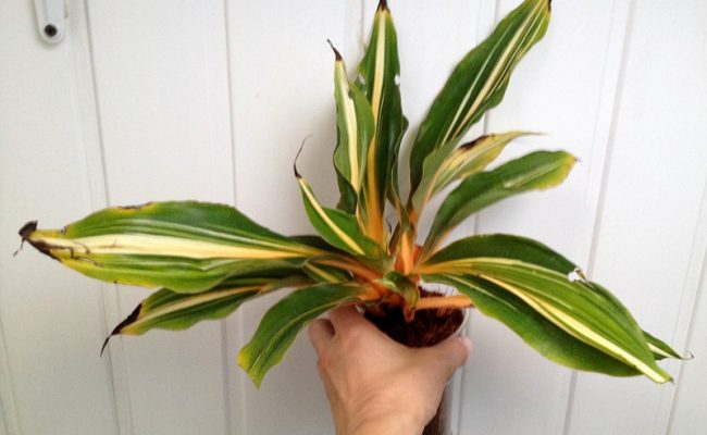 Chlorophytum-orchidastrum-variegated-30