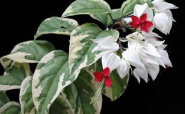 Clerodendron-thomsoniae-variegata