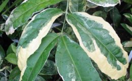 Clerodendron-wallichii-variegated