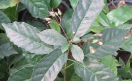 Clerodendrum-disparifolium
